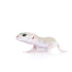 Cute Leopard Gecko on a white background