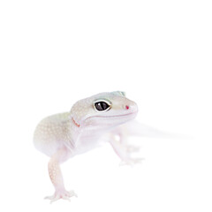 Cute Leopard Gecko on a white background