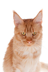 Red Maine Coon cat isolated on white