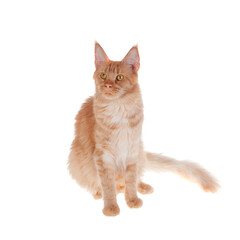 Red Maine Coon cat isolated on white
