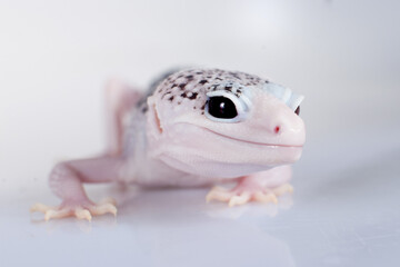 Cute Leopard Gecko on a white background