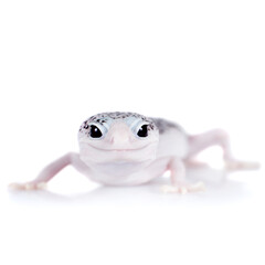 Cute Leopard Gecko on a white background