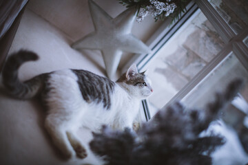 Pretty gray cat, holidays, christmas, new year