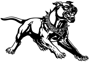 attacking dog wearing a spiked collar with a skull standing in an aggressive pose showing his teeth. Black and white isolated vector illustration 