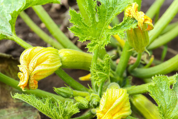 Yellow flower on cucumber bush in garden