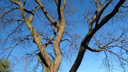 branches against blue sky and moon