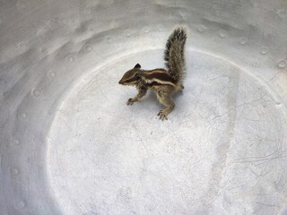 Closeup view of a squirrel on a metallic surface