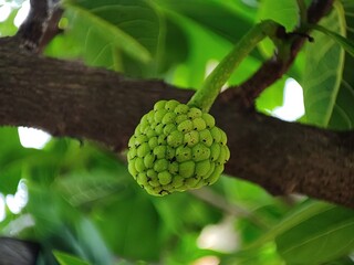 Closeup view and selective focus of a small custard apple on a tree