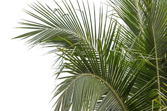 palm leaves