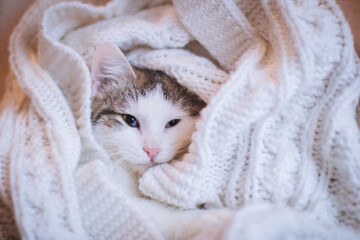 Pretty gray cat, holidays, christmas, new year