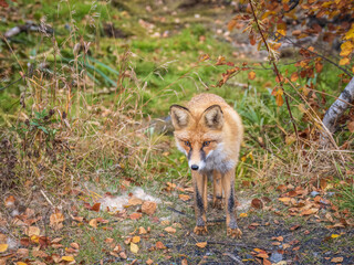 The red fox Vulpes vulpes walks along a path in the forest.