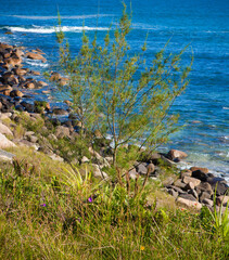 Fotografias autorais de paisagens da região da Praia do Rosa em Imbituba, Santa Catarina.