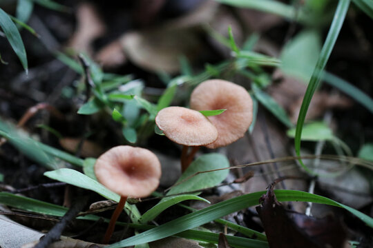 Mushroom in the Japanese forest, Deceiver (Kitaunetake, Laccaria laccata).