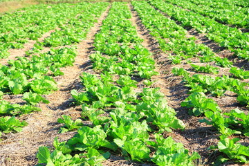 Fototapeta na wymiar Agricultural industry. Growing salad lettuce on field