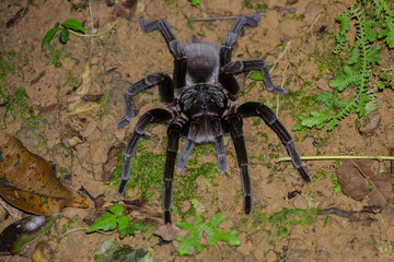 spider on a leaf