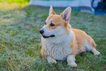 dog corgi royal lies on the grass