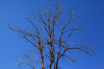 tree silhouette isolated on blue