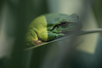 Male of European tree frog (hyla arborea) sitting on a cattail leaf waiting for females during breeding season. Wildlife unicolor macro take