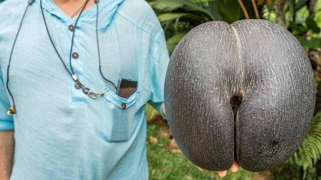A man holds a coco de mer nut in his hand - the fruit of a palm tree endemic to the Seychelles. Close-up. The rounded shape and texture of the surface are visible.