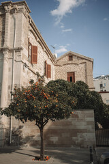 Fototapeta na wymiar Tangerine tree at square with ancient building of Saint Joseph Maronite Church