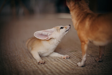 Pretty Fennec fox cub with chuhuahua dog