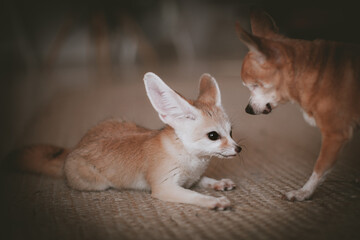 Pretty Fennec fox cub with chuhuahua dog