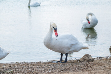 Graceful white Swan with a red beak stands on the bank of a pond
