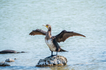 Great cormorant, Phalacrocorax carbo, sits on stone and dries its wings on the wind.