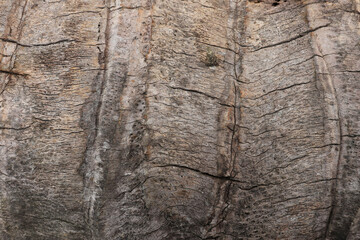 The texture of the bark of a coconut tree that is old and cut down