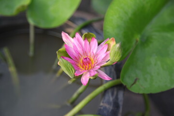 Pink Water Lily in the pond.