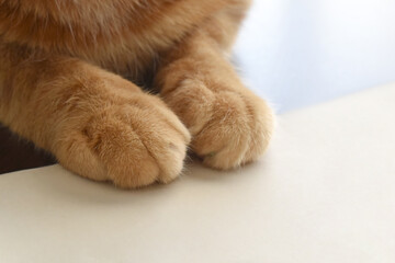 Obraz premium Ginger cat sitting on white paper. Cat paw on a piece of paper. Selective focus at the left paw. Copy space is on the right side. 