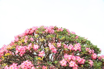 Impala Lily Adenium blooming
