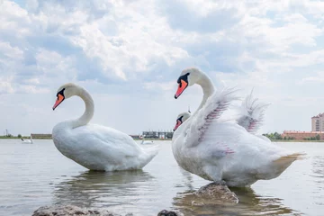Foto op Aluminium Two Graceful white Swans swimming in the lake, swans in the wild © Dmitrii Potashkin