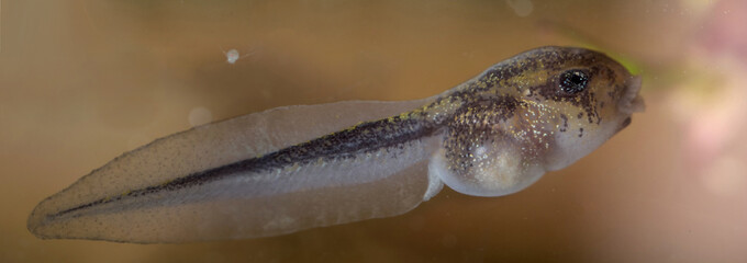 The Brazilian horned frog tadpole in the water