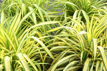 Close up of the fresh leaves of the chlorophytum
