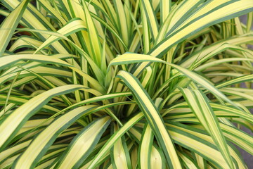 Close up of the fresh leaves of the chlorophytum