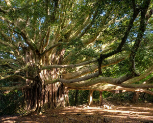 Banyan tree in Kipahulu at Haleakala National Park on the Pipiwai Trail