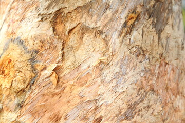 eucalyptus bark as background