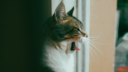 brown and white cat sitting, yawning looking out the window at sunset