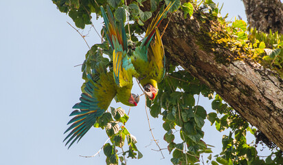 Great green macaw (Ara ambiguus), also known as Buffon's macaw or the great military macaw, at...