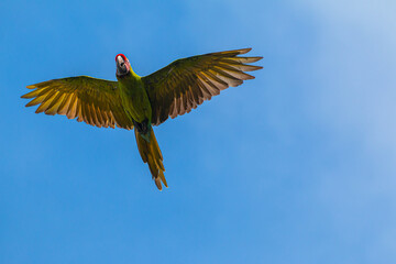 Great green macaw (Ara ambiguus), also known as Buffon's macaw or the great military macaw, at Costa Rica's carribean Coast flying above showing its feathers from below © Miguel