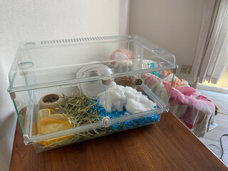 部屋で飼われているハムスター
