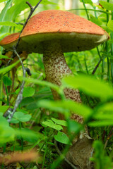 Large red boletus among moss and tall grass