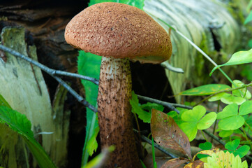 Young slender red mushroom, boletus. Mushroom in dense tall grass