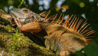 great green iguana lying on a branch in costa rica caribean coast taking the sun