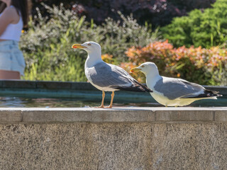 2 seagulls cool off in a public fountain in summer larus michahellis