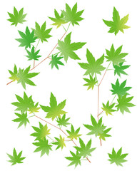 青もみじのイラスト素材