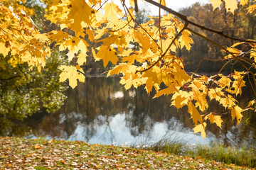 Obraz na płótnie Canvas Golden autumn in the park, maple tree branches in backlight on a sunny day with yellowed leaves, branches leaning over the river.park landscape with a lake. A new season. Yellow trees.