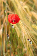 red poppy among the ripe ears of wheat in the field in summer