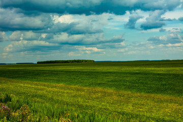green field and blue sky